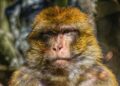 a close up of a monkey