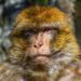 a close up of a monkey