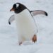 white and black penguin on snow covered ground during daytime