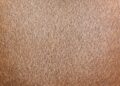 A close up of a person's brown hair